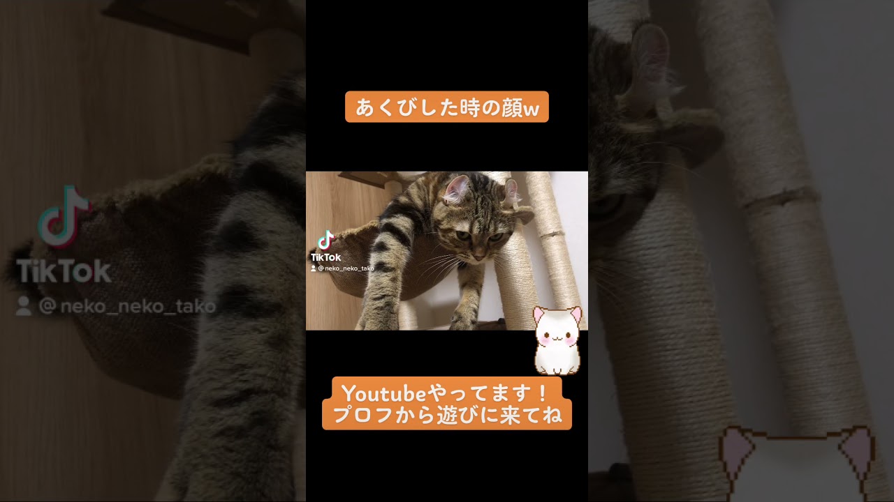 【#shorts】衝撃なあくび顔wアメリカンカールのツゥちゃんのあくび顔が可愛すぎたww#猫のいる暮らし #Youtube #猫最高