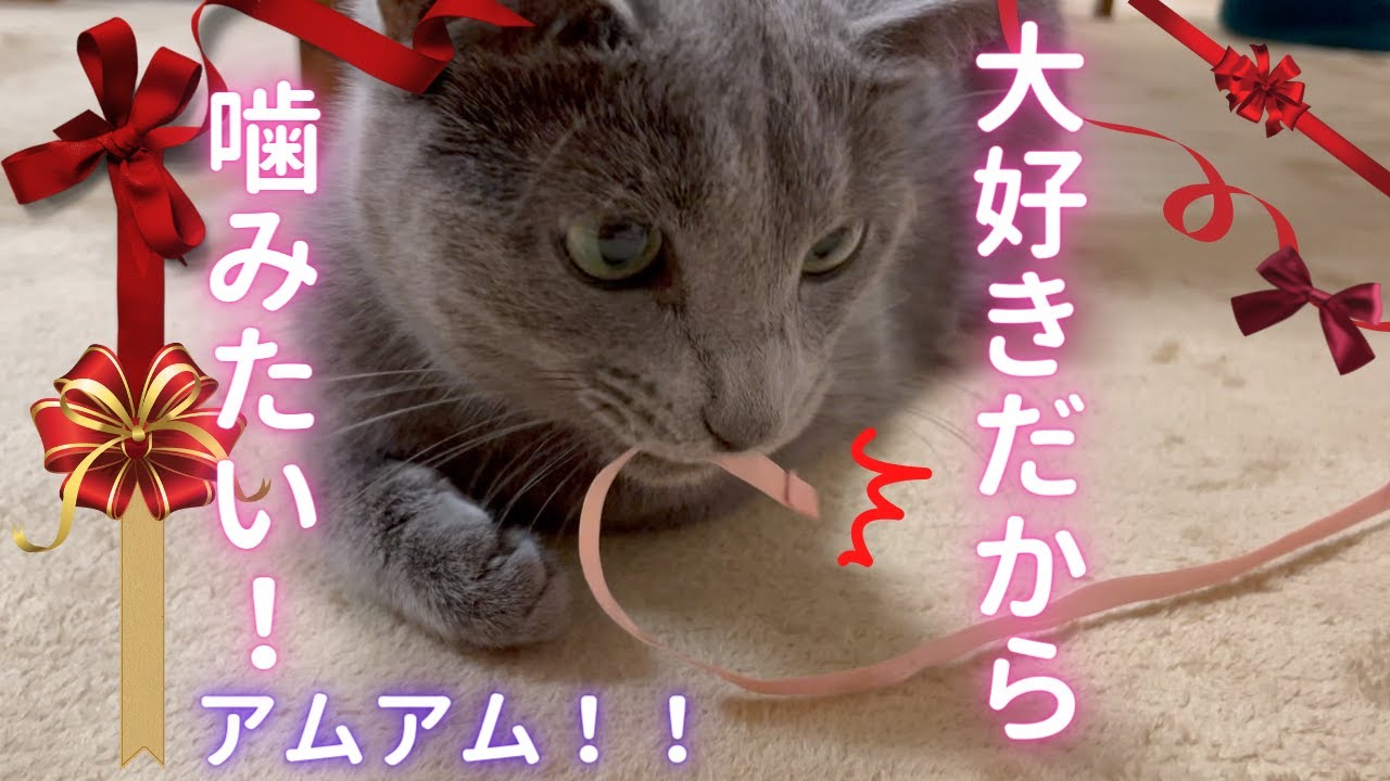 噛み噛みがやめられない猫（ロシアンブルー）