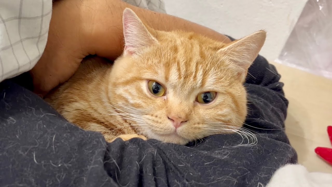 腕枕がお気に入りになったマンチカンのちゃーぼー