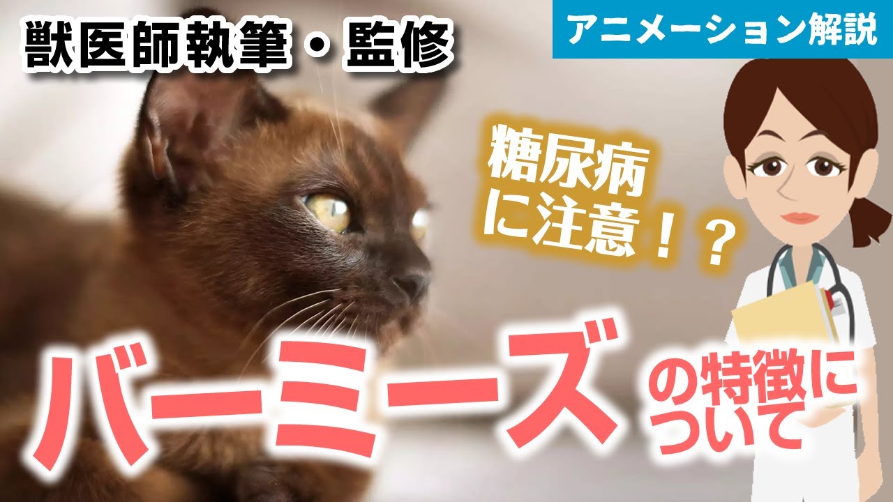 バーミーズの特徴や気を付けたい病気など【獣医師執筆監修】
