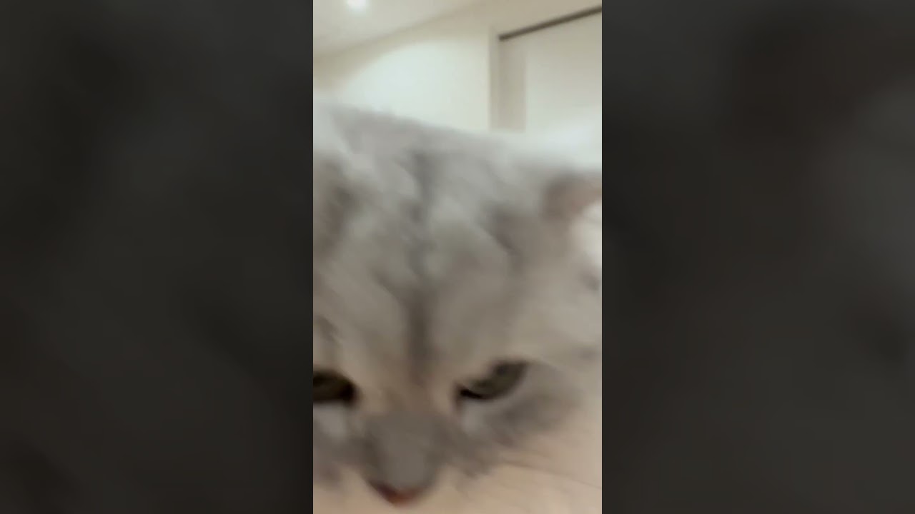 【うっかり？】舌をしまい忘れている猫 【サイベリアン】 #Shorts