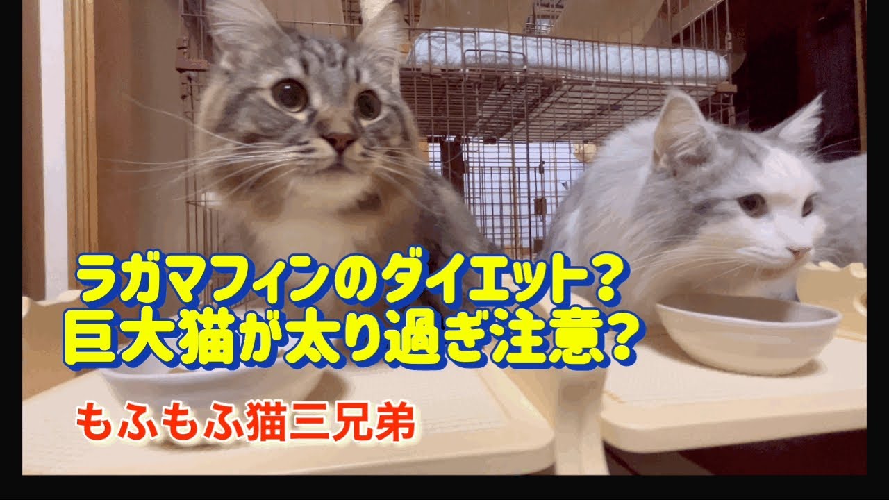 ご飯ニャ〜♪アピール凄い！巨大ラガマフィン三兄弟が食事ダイエット？？？本当に太り過ぎ…？？？