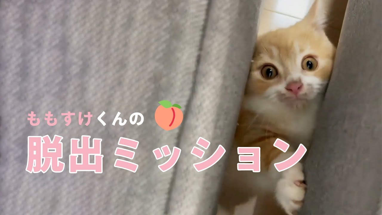 隙間から脱出するマンチカンのももすけくん