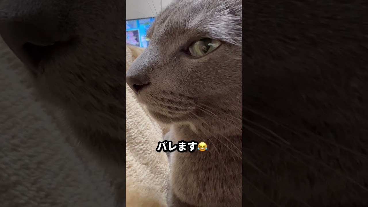 【ロシアンブルー】めろんを横から...😊【猫】#shorts