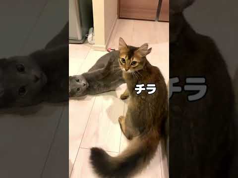 カメラを意識しながら喧嘩する猫たち #ロシアンブルー #ソマリ #shorts