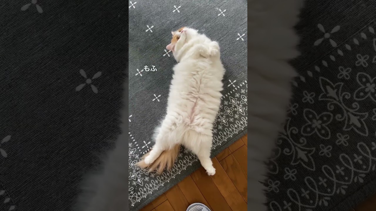 わたあめのようにまっしろふわふわな猫【スコティッシュフォールド】#cat #shorts #고양이