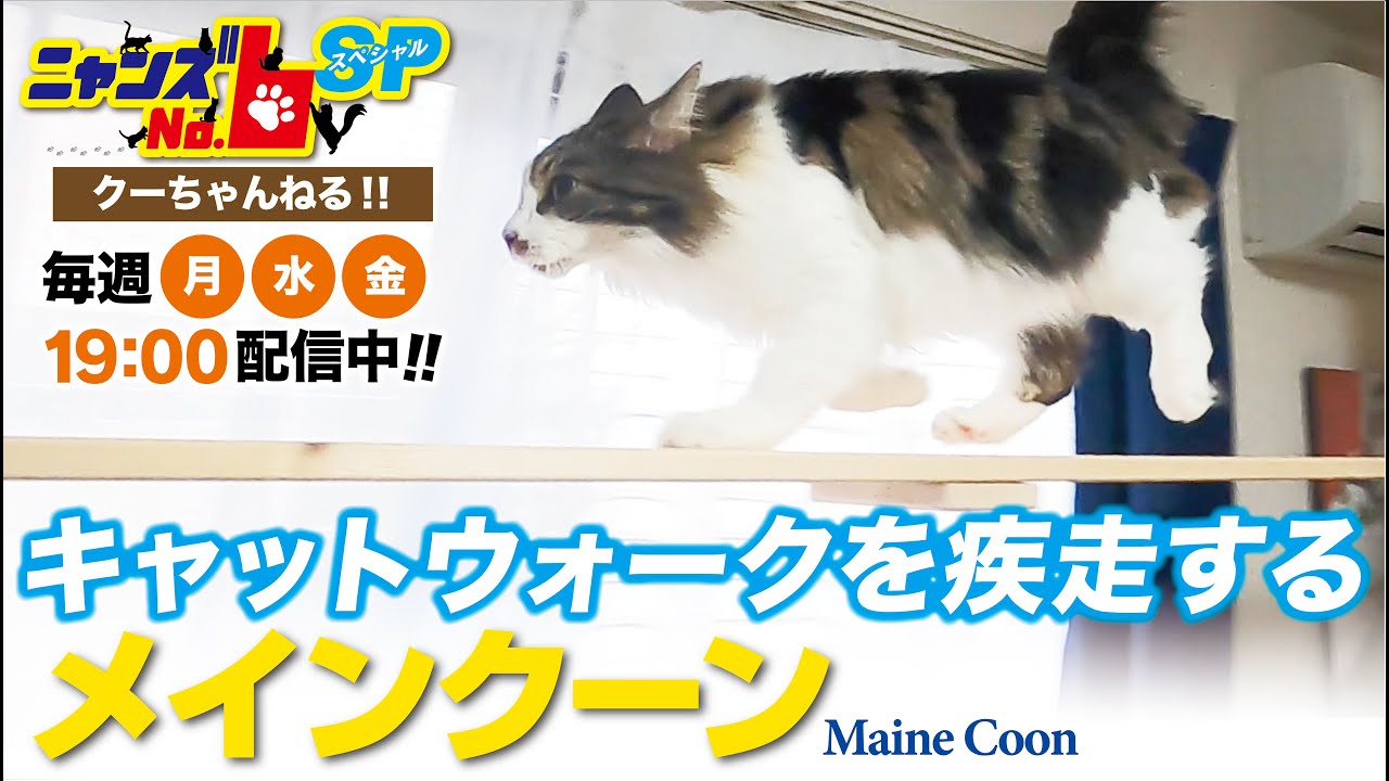 【メインクーン/Maine Coon】キャットウォークを疾走するメインクーン