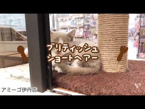 ブリティッシュショートヘアー☆彡アミーゴ伊丹店