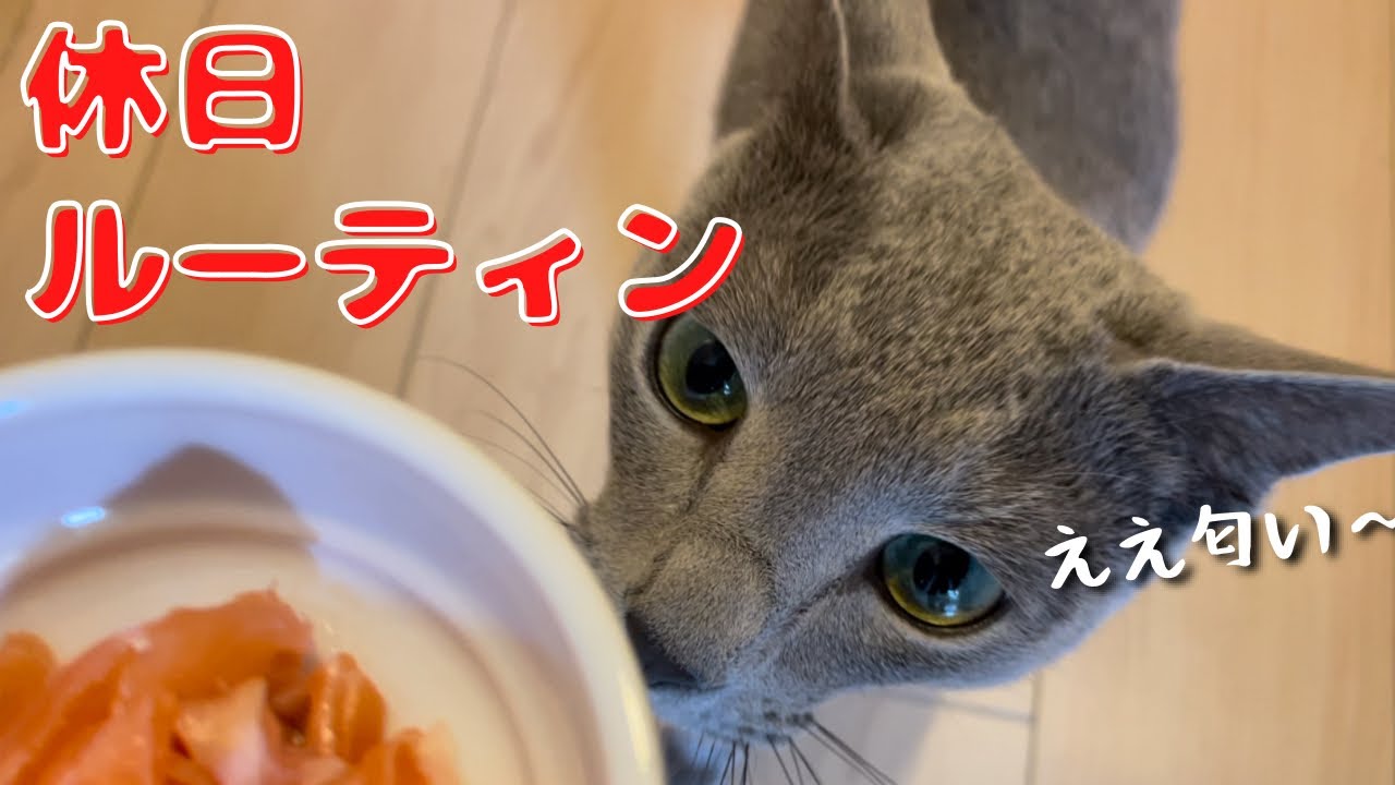 お手入れからのサーモンに大満足のかわいい猫【ロシアンブルー】