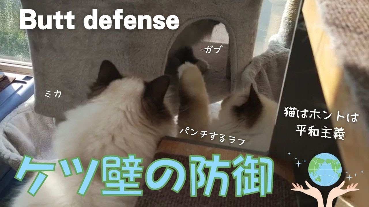 バーマン猫ガブVSラフ＆ミカ【ケツ壁の防御】Butt  defense （バーマン猫）Birman/Cat
