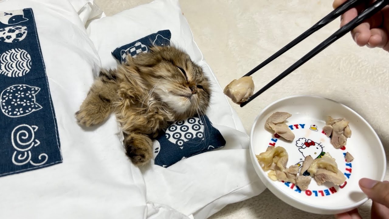 子猫が爆睡中に大好物の鶏肉を近づけるとこうなりますw
