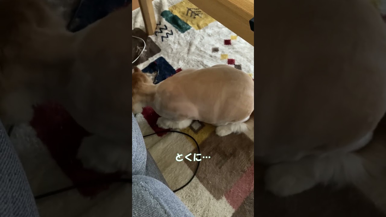 おしり周りのカットが神業過ぎひん？ #shorts  #猫 #アメリカンカール #cat