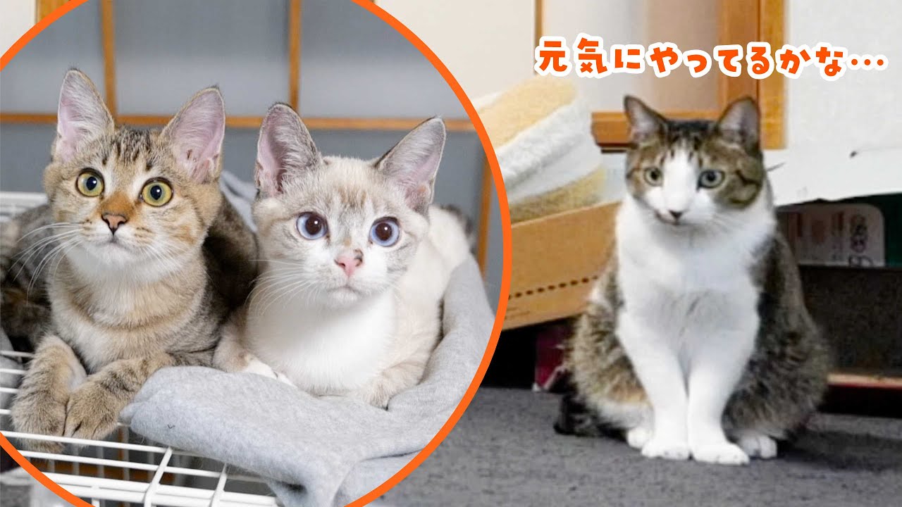 子猫との思い出の品を片付けていたら、デュフィとルノが…