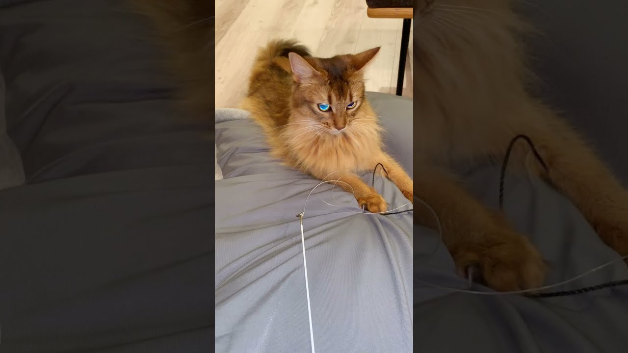 #161　エメラルドアイなソマリ