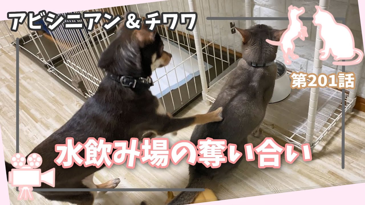 [201話] (チワワ&アビシニアン) 猫と犬の水飲み場の奪い合い