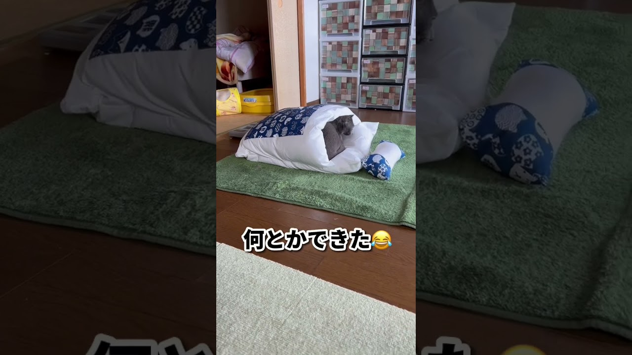 【ロシアンブルー】めろん専用のお布団...どうなる⁇😂【猫】#shorts
