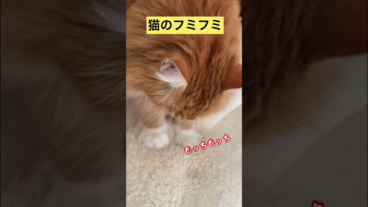 【メインクーン】猫のふみふみ #メインクーン #猫カフェ #かわいい猫 #茶トラ #ふみふみ