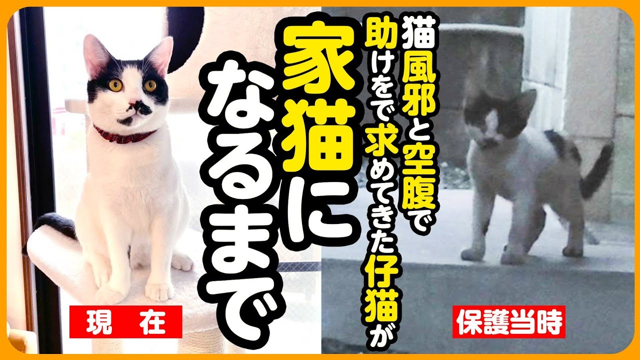 【祝！卒園】「保護してください」と訪ねてきた ひとりぼっちの子猫が、しあわせな家猫になるまで【ちょびちゃん まとめ】