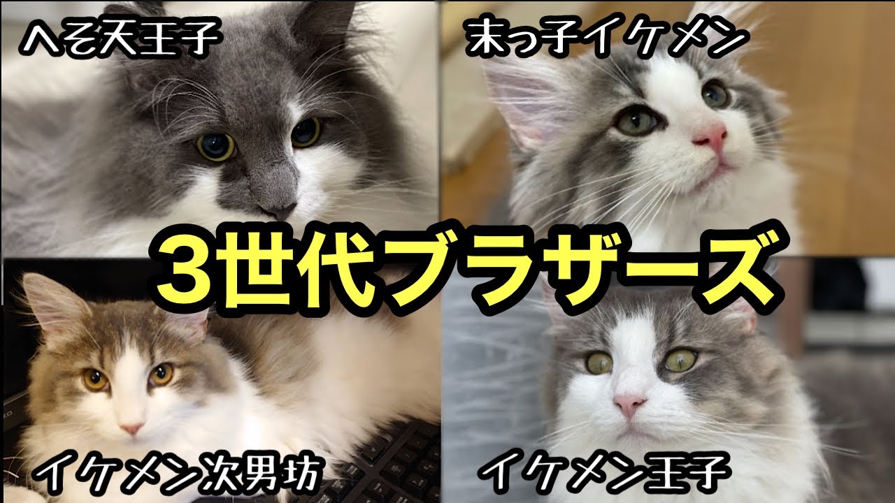 【ノルウェージャンフォレストキャット子猫】3世代の兄弟が集結しました。リチャードを探せ！！