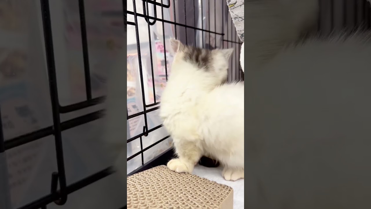 #里親募集中 #マンチカン #子猫