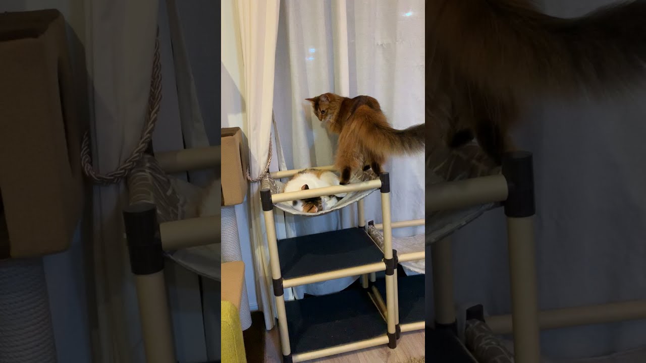 #92　なぜか三毛猫に攻めるソマリ