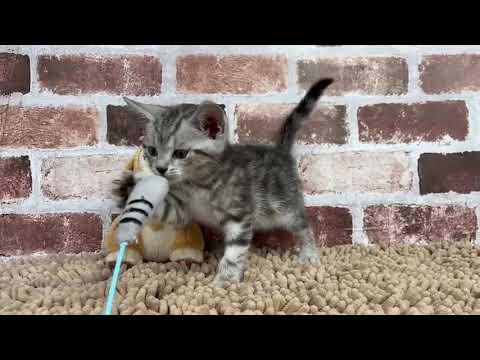 アメリカンショートヘアー  11/9♂