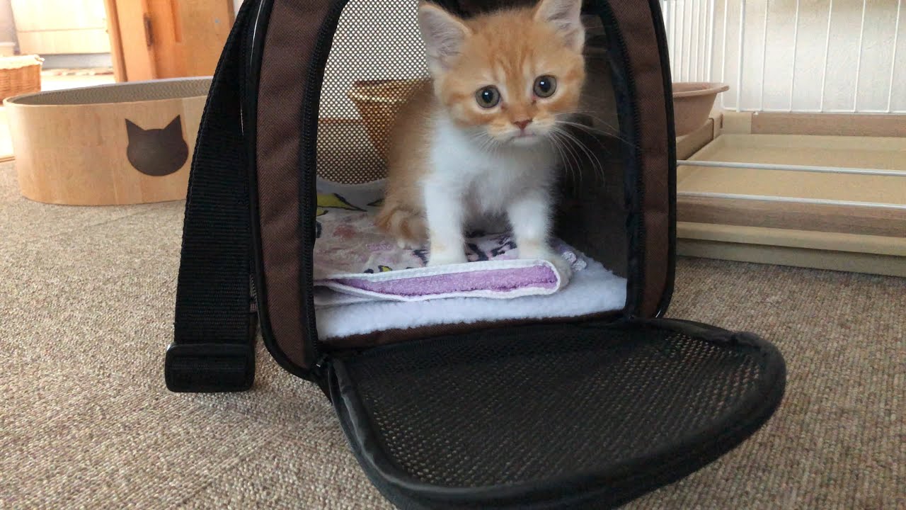 わが家にスコティッシュフォールドの子猫がやってきました！お迎えの日の様子をご覧ください