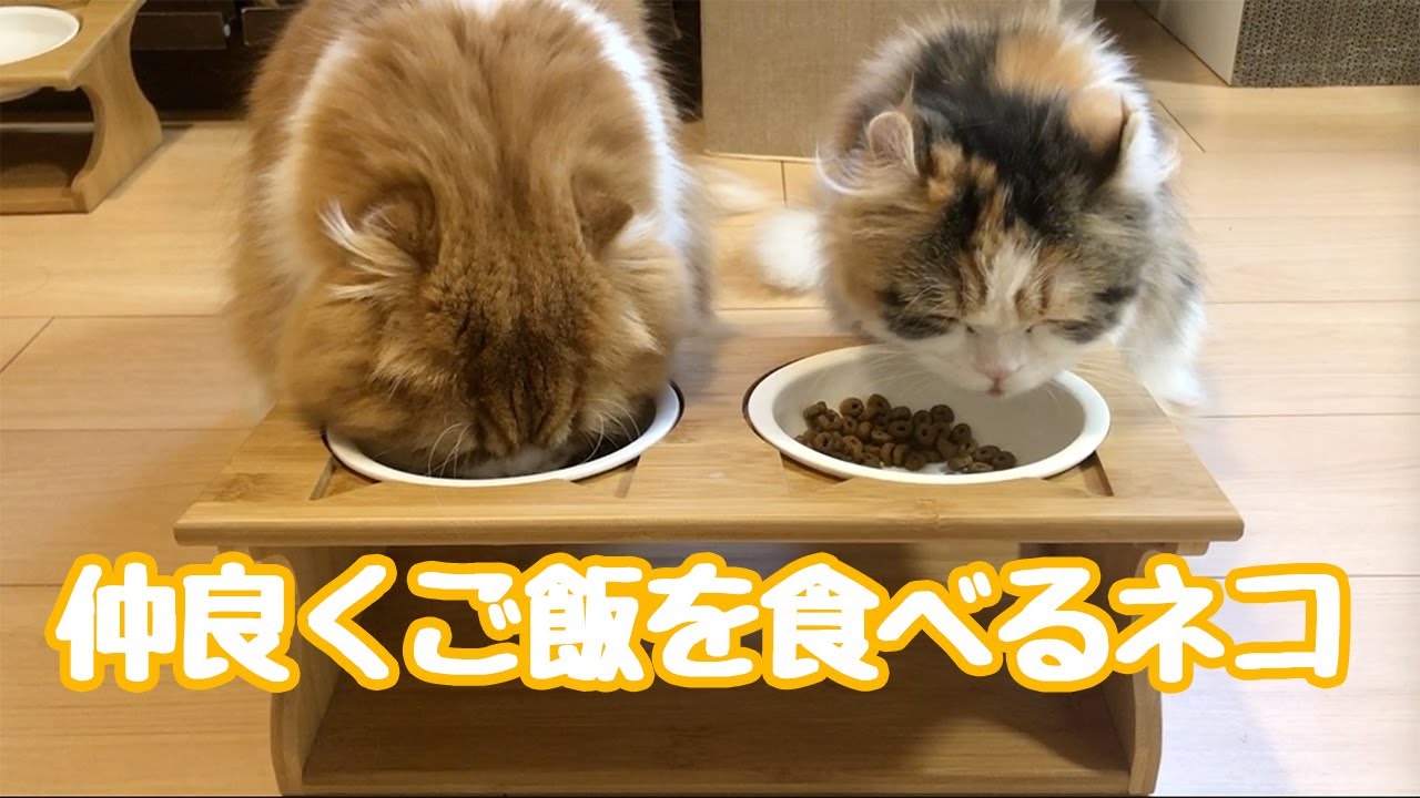 仲良くご飯を食べるネコ（スコティッシュフォールド&キンカロー）/Scottish fold & Kinkalow