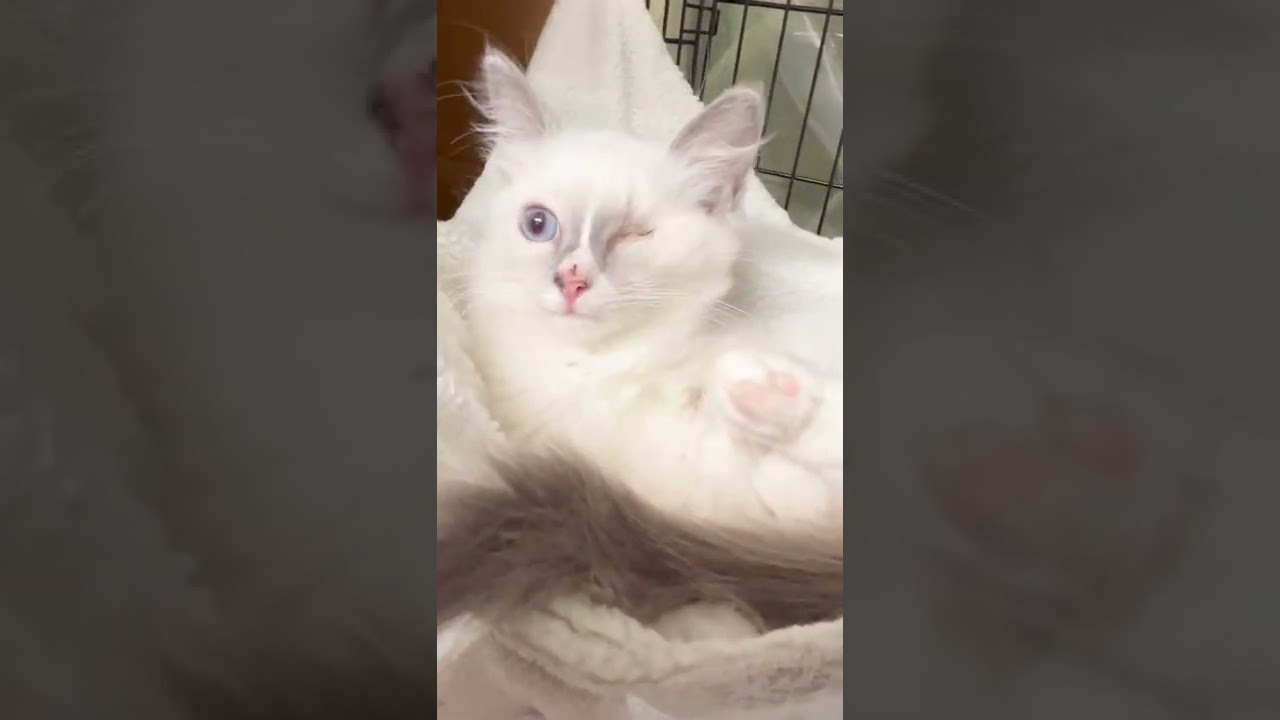 里親募集中ラグドール子猫ちゃん🐱ハンディがありますが、元気❣️可愛い子猫ちゃんです😍