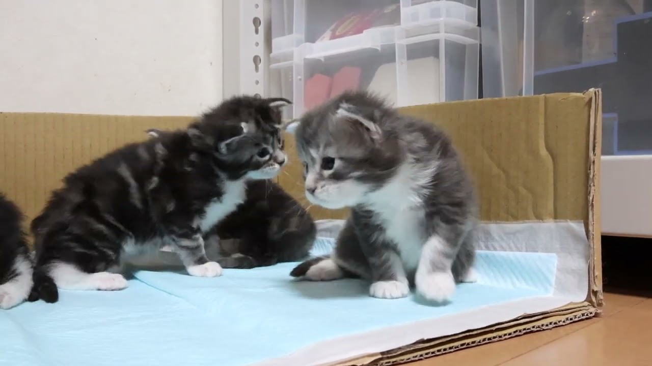 ブルーのメインクーン子猫マリアちゃん