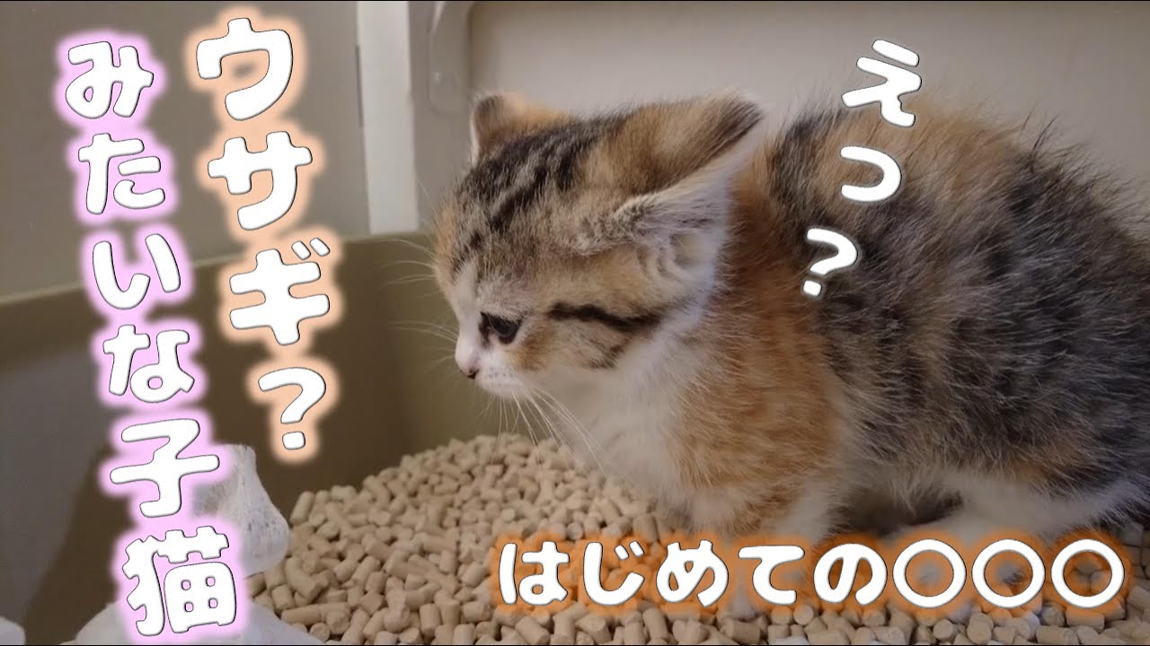 ウサギになった子猫【お嬢の猫日記 / OJO- CAT DAILY】