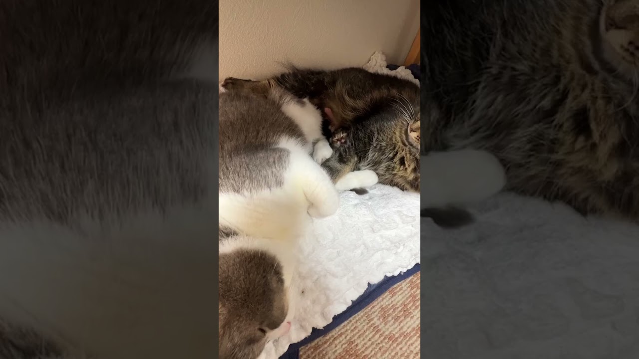 ママとパパに抱かれて幸せな赤ちゃん猫の顔…#Shorts