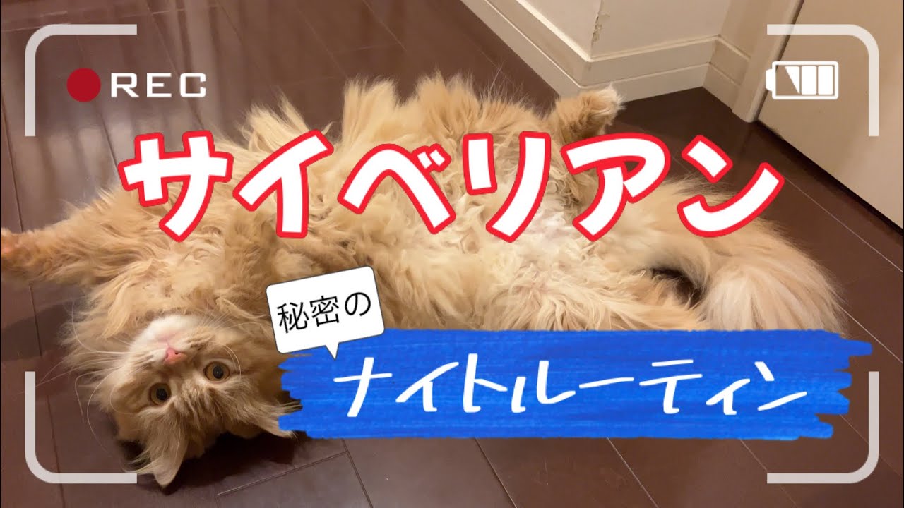 サイベリアンのナイトルーティン