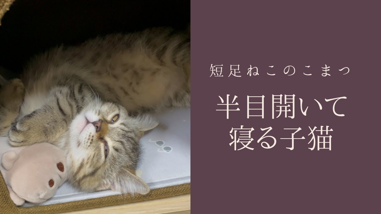 半目を開けて寝る短足子猫が怖かった #Shorts