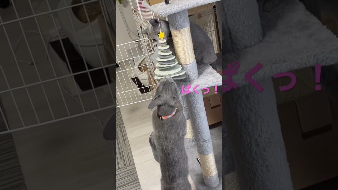 初めてのクリスマスに向けて準備はじめました#ロシアンブルー #猫 #子猫 #兄弟猫 #cat #かわいい猫 #catcute #クリスマスツリー#siblings