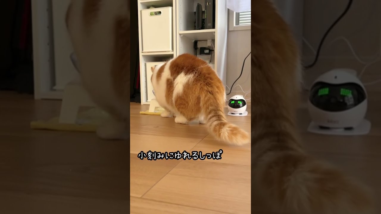 萌える後ろ姿【短足マンチカン】