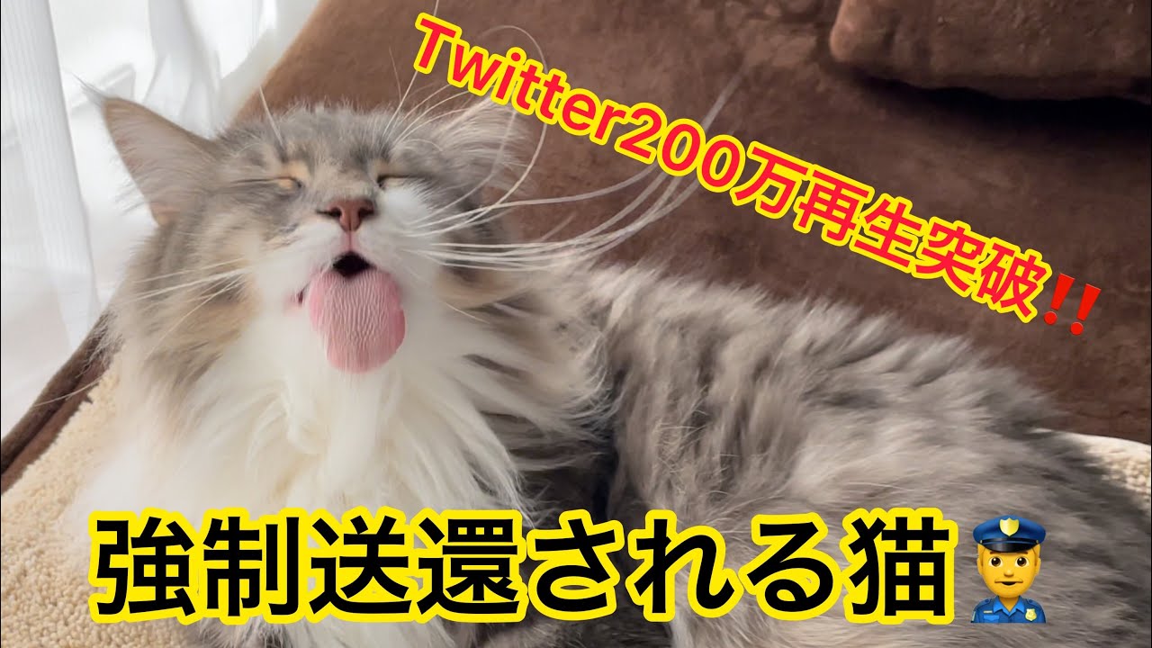 強制送還される巨大猫　Twitterで200万再生突破🐱✨【ノルウェージャンフォレストキャット】short movie