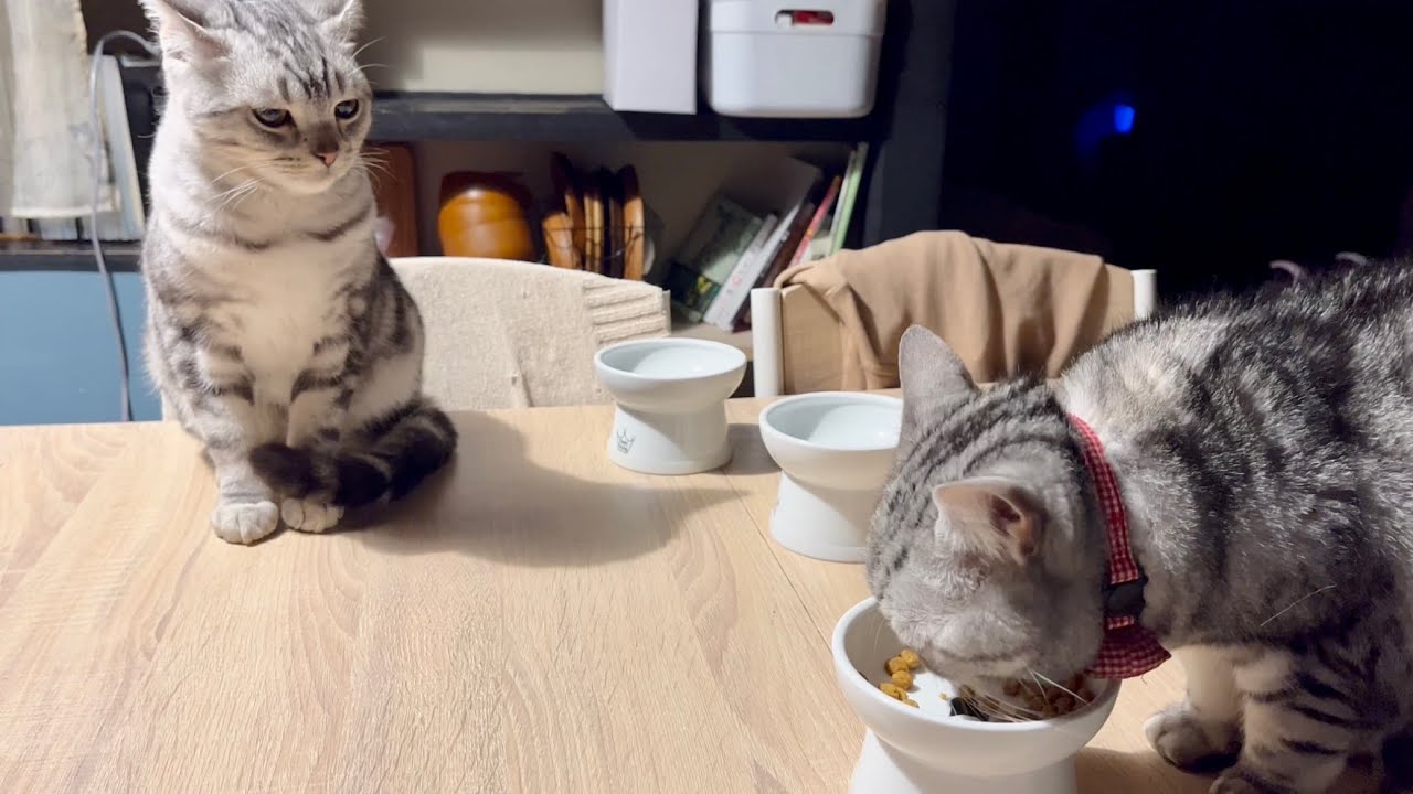 クロはあいちゃんがごはんを残すのをジッと待っています。