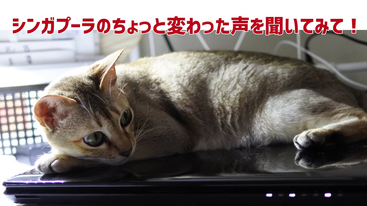 シンガプーラのちょっと変わった声を聞いてみて（笑） #35