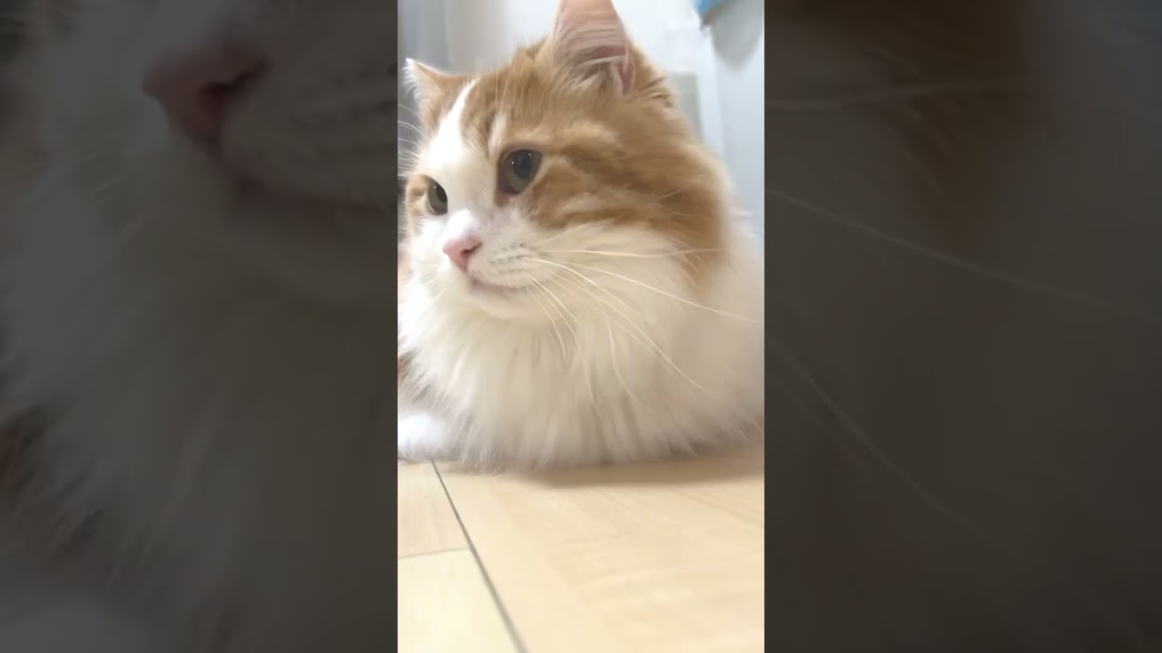 夜のテンションで生まれたマンチカン動画