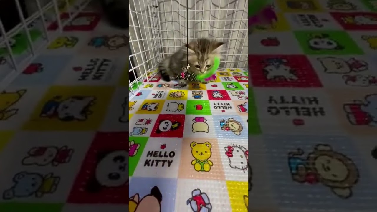 マンチカン アメショー柄のかわいい子（シルバータビ：ロング）