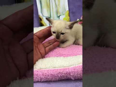 トンキニーズのシャンパン ミンクの女の子です。