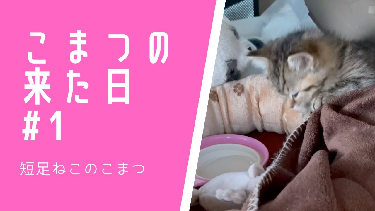【短足仔猫】こまつの来た日#1 生後2ヶ月の大移動 #Shorts