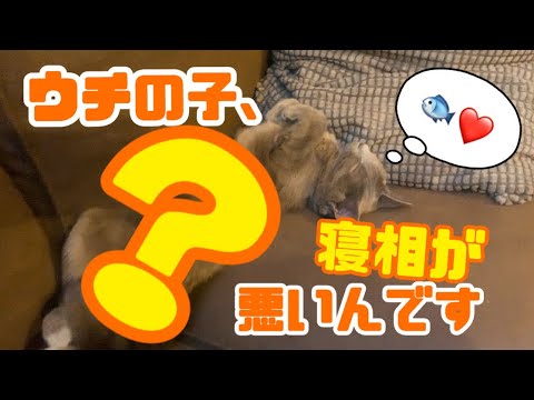 【猫】寝相の悪い猫が可愛すぎる Part2