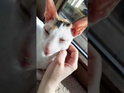 Cat talking with human cat mama, Cornish Rex Inanna can talk.