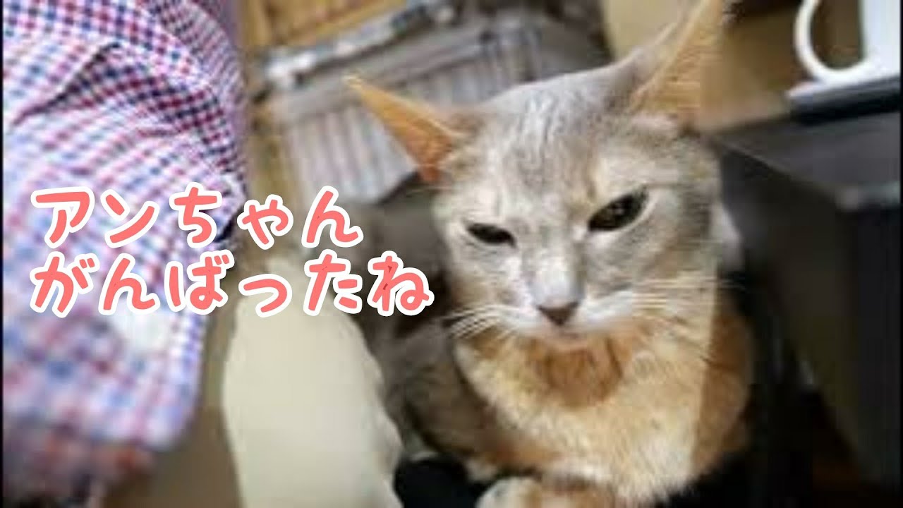 【アビシニアン】15歳アン　去年の今頃より元気です