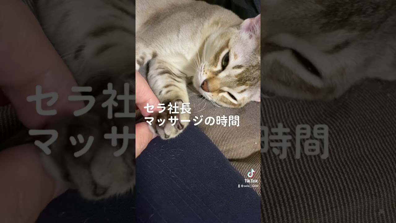 【シンガプーラ】セラ社長へマッサージした#cat #animal #ねこ
