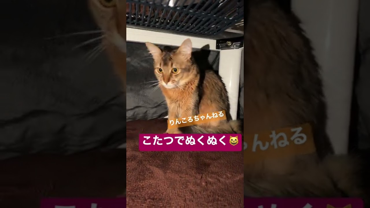 こたつでぬくぬく😸【りんころちゃんねる】#shorts #ねこ #ソマリ #ねこのいる生活 #ねこのいる暮らし