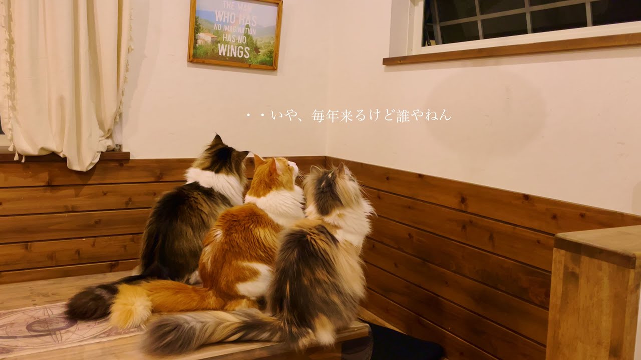 愛猫達がずっと探しているんですが、なかなか見つける事のできないw毎年来る名前の知らない虫とノルウェージャンフォレストキャット。