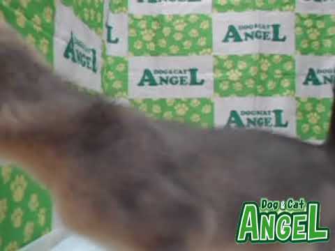 アビシニアン 2212061 【ペットショップエンゼル　子犬・子猫販売】